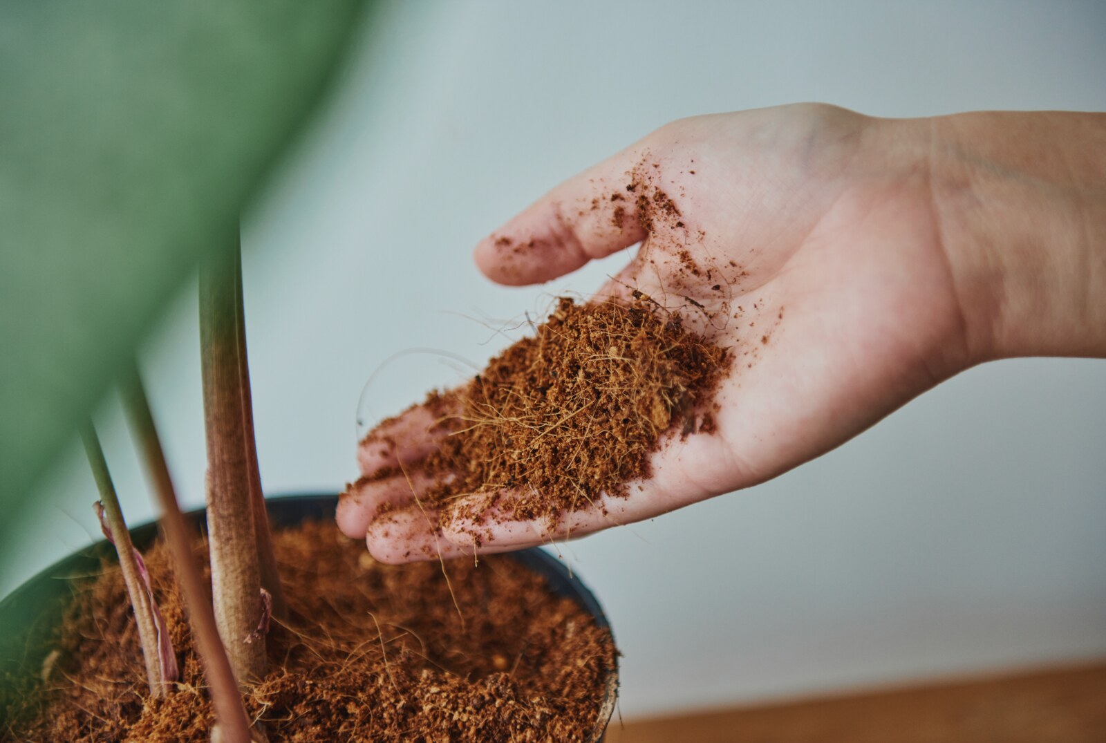 Hand holding loose coco peat growing medium